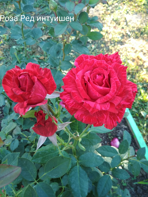 Роза чайно-гибридная Ред интуишен 1 шт